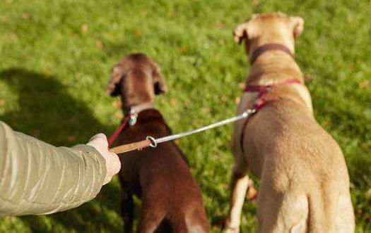 養寵物狗狗狗狗項圈的使用方法與選購原則