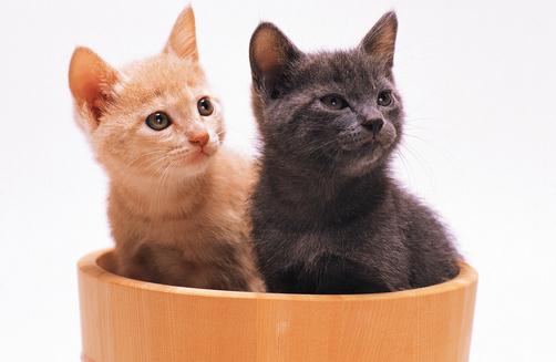 餵養寵物貓需要注意的四大誤區