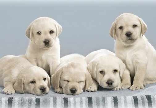 小狗吃什麼最好？小狗吃多了怎麼辦？