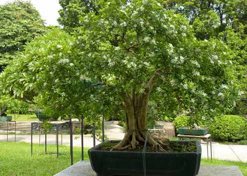 九裡香對家居環境的影響-九裡香的風水學應用
