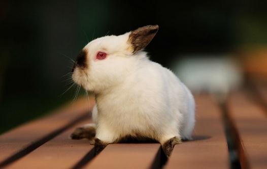 喜馬拉雅兔產地和體型特徵