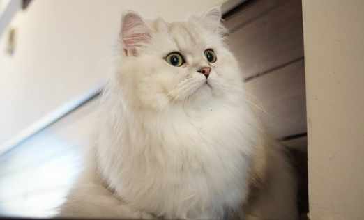 如何餵養波斯猫才科學