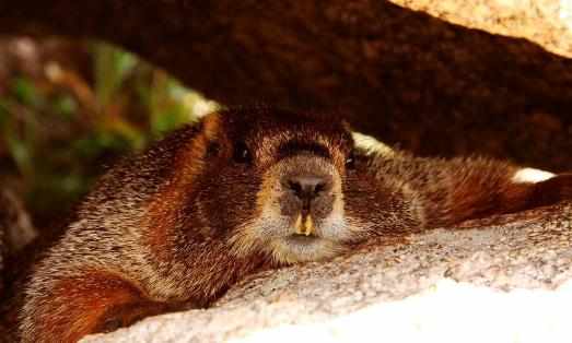 土撥鼠怎麼養？土撥鼠的品種