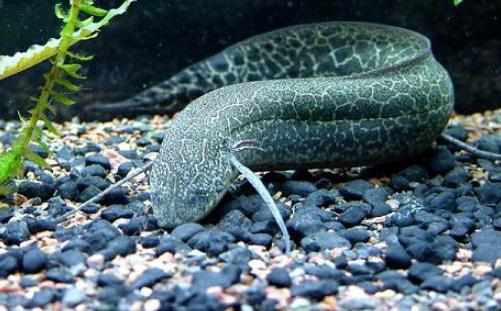 澳洲肺魚怎麼養？澳洲肺魚的繁殖方法