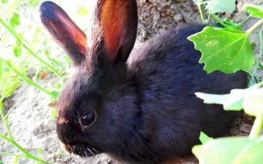 蓮山黑兔怎麼養？蓮山黑兔多少錢能買到？
