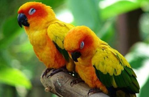 紫紅頭鸚鵡主要分佈在哪裡？