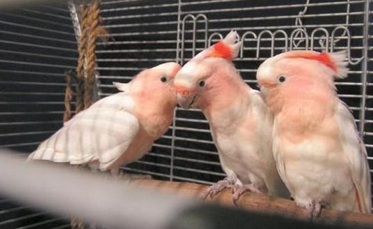 米切氏鳳頭鸚鵡如何飼養？米切氏鳳頭鸚鵡的價格