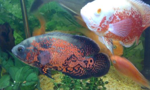 地圖魚有哪些品種？地圖魚怎麼樣？