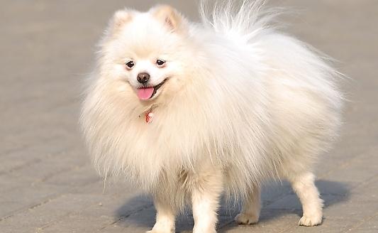 愛斯基摩犬多少錢一條？