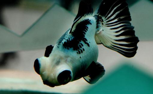 猫熊蝶尾金魚怎麼養？猫熊蝶尾金魚的特徵