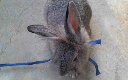 佛州大白兔怎麼養？佛州大白兔的簡介