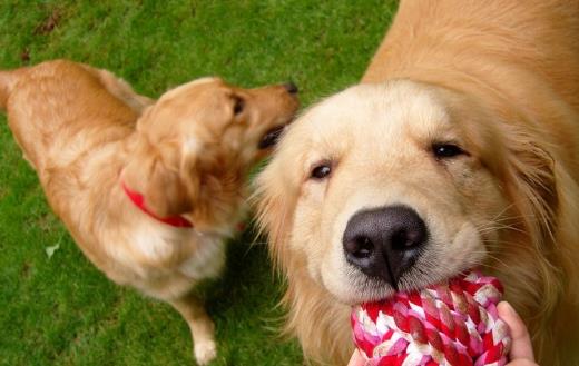 警惕這幾種疾病狗狗和人類會互相傳染