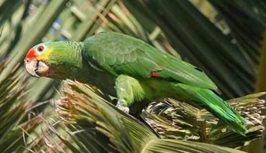 紅額金剛鸚鵡的產地紅額金剛鸚鵡的簡介