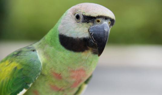 如何訓練小緋胸鸚鵡說話？