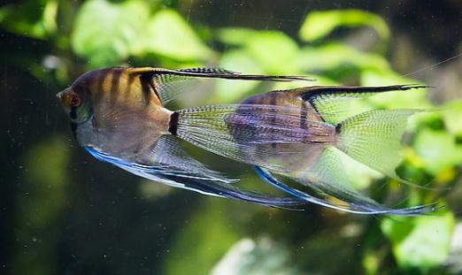 燕魚的品種介紹-燕魚怎麼樣？