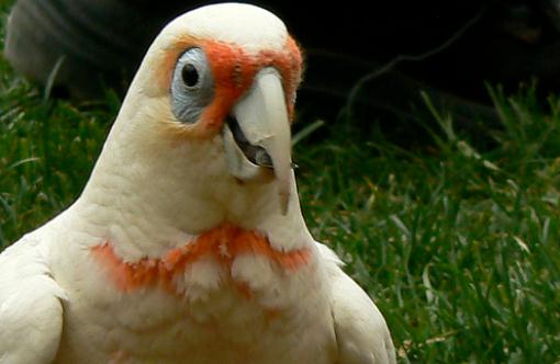 米切氏鳳頭鸚鵡簡介米切氏鳳頭鸚鵡產地