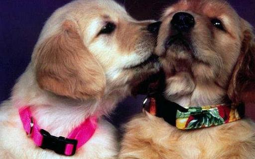 給小狗打疫苗應選對時間窗打疫苗是不能省略的