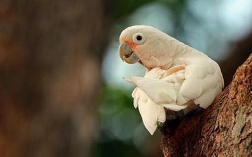 戈芬氏鳳頭鸚鵡的簡介戈芬氏鳳頭鸚鵡的產地