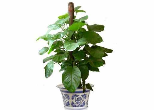 滴水觀音與家居風格的搭配-滴水觀音與家居風水