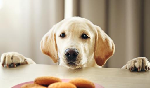 怎樣訓練狗狗上廁所？訓練狗狗定點大小便方法！