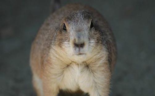 麝香鼠的簡介-麝香鼠怎麼養？