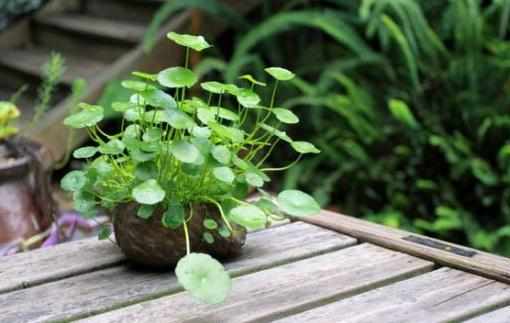 銅錢草是什麼?銅錢草對家居環境的影響