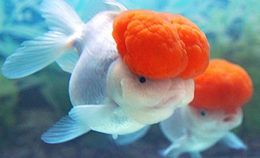 鶴頂紅金魚怎麼養？鶴頂紅金魚的品種