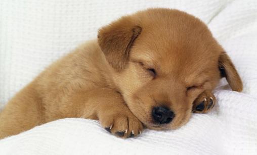 狗狗經常歎氣是否是因心情不好不要忽視狗狗的歎氣