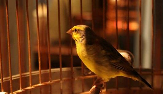 家裡養鳥可以促進身心健康