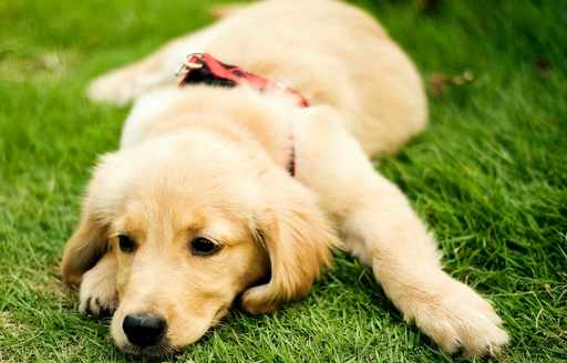 最正確的金毛犬餵食方法