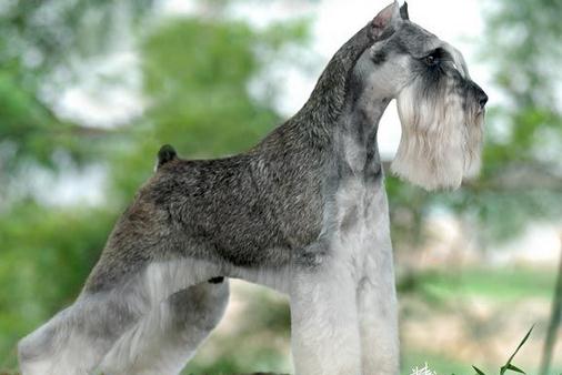 雪納瑞多少錢一條？雪納瑞怎麼喂？