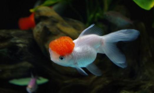 鶴頂紅金魚的簡介-鶴頂紅金魚的外形特徵