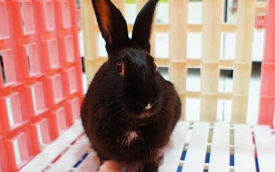 哈瓦那兔如何護理？哈瓦那兔怎麼斷奶？