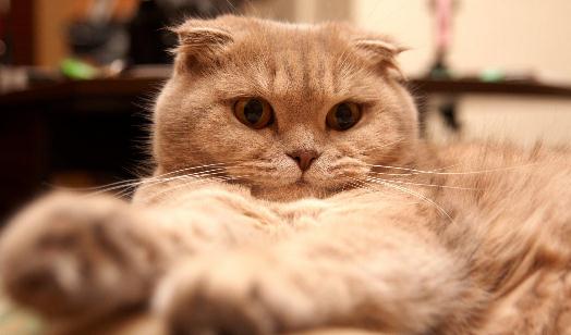 蘇格蘭折耳貓的簡介-蘇格蘭折耳貓的特徵