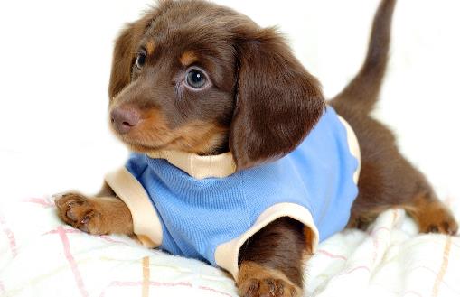 不要這樣養狗，狗狗老去的速度，鏟屎官再也追不上了