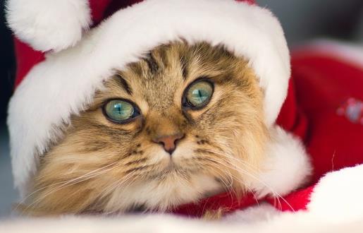 猫咪走丟了讓猫咪自己回家的技巧與注意事項