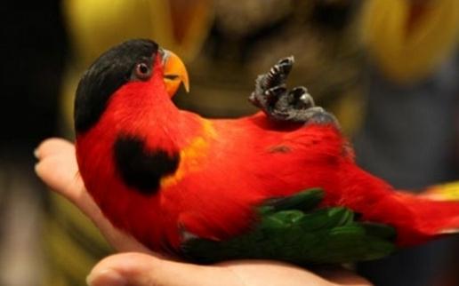 黃兜吸蜜鸚鵡的簡介黃兜吸蜜鸚鵡產地