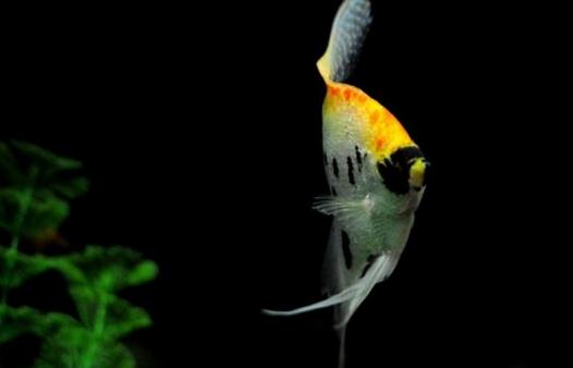 玻璃神仙魚怎麼養？玻璃神仙魚的飼養環境