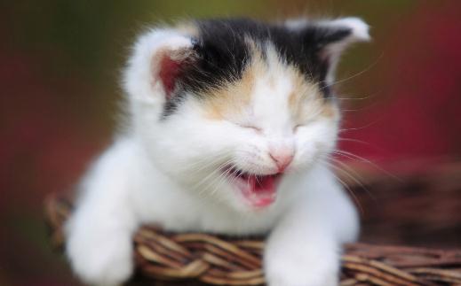 猫咪走丟了？教你找回走失的猫咪