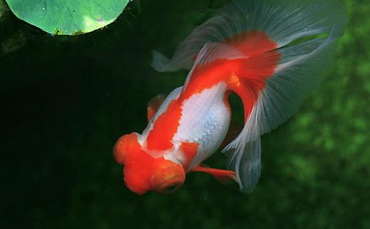 蝶尾金魚是什麼？蝶尾金魚多少錢能買到？