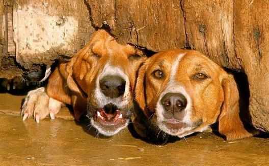 狗狗亂叫被鄰里投訴狗狗亂叫的原因和制止狗狗的方法