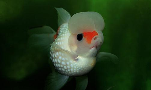 彩色球形珍珠金魚如何進行性別區分?