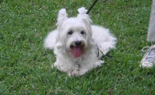 西高地白梗多少錢一條？西高地白梗怎麼養？