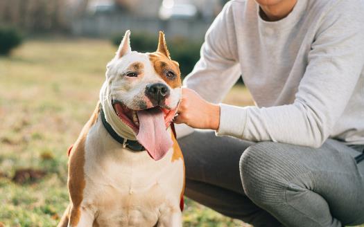 警惕這幾種疾病狗狗和人類會互相傳染