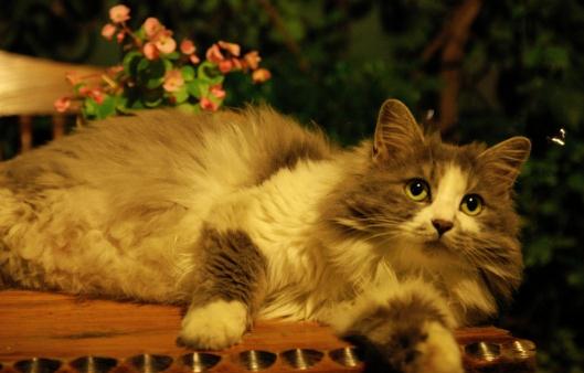 挪威森林猫的簡介-挪威森林猫怎麼養？