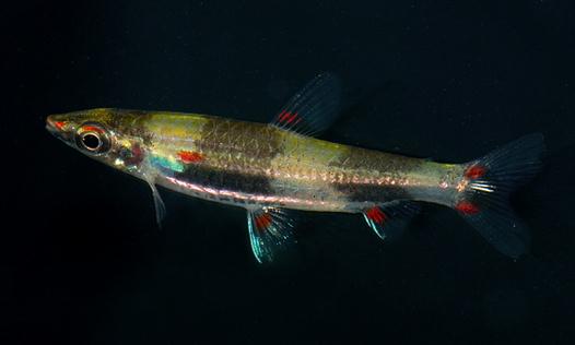 黃金燈魚怎麼養？黃金燈魚的特點