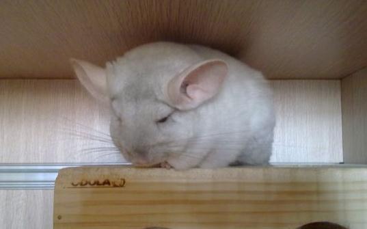 金斑龍貓怎麼養？金斑龍貓的飼養要點