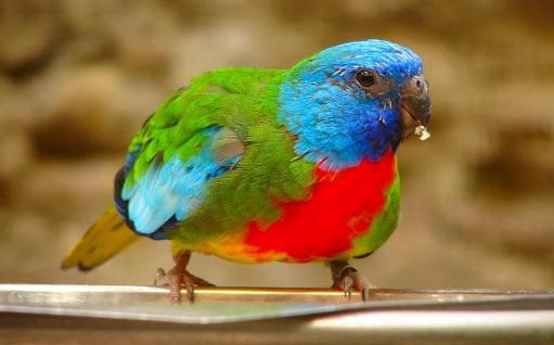 鮮紅胸鸚鵡如何飼養？鮮紅胸鸚鵡的產地