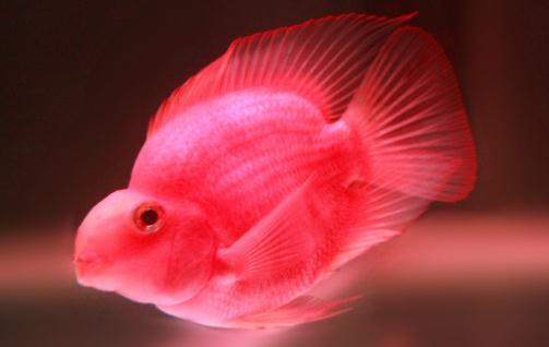 血紅鸚鵡的簡介-血紅鸚鵡的養殖環境