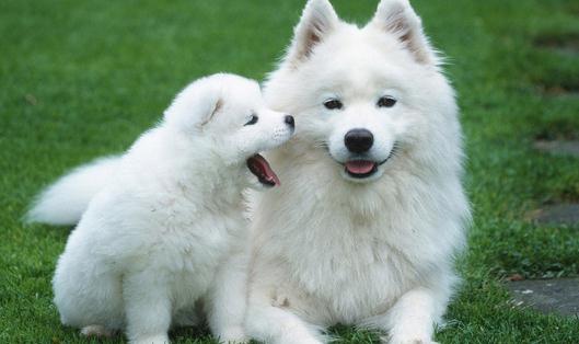 薩摩耶怎麼養？薩摩耶犬多少錢能買？